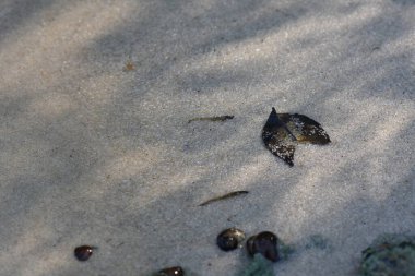 Kumsaldaki nehir bitkileri yakın plan