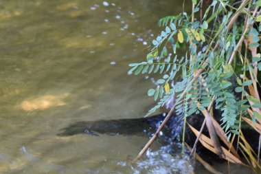 Kumsaldaki nehir bitkileri yakın plan