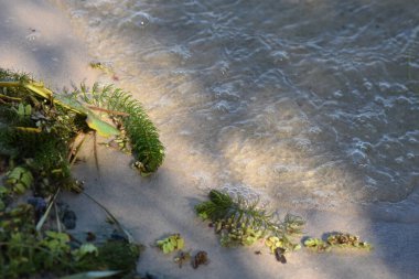 Kumsaldaki nehir bitkileri yakın plan