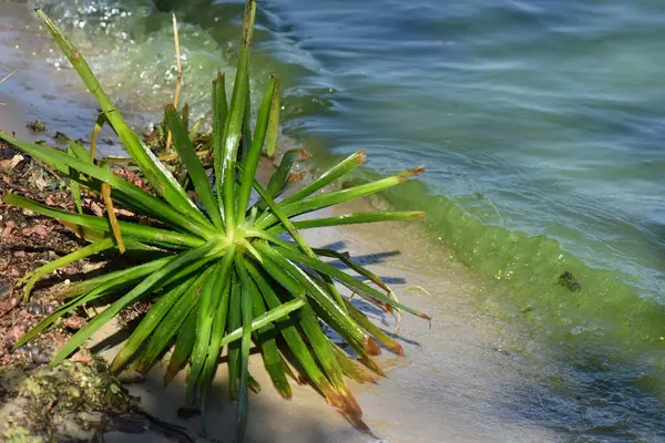 River plants on sandy beach closeup