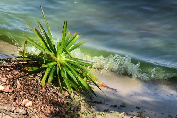 River plants on sandy beach closeup
