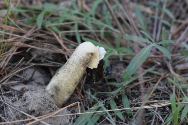 Çam ormanındaki kumlu topraktan yetişen morel mantarları.