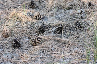 Ormanda çam kozalakları var. Yakın plan.