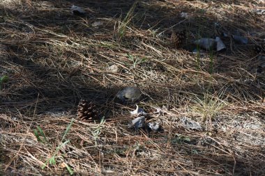 Ormanda çam kozalakları var. Yakın plan.