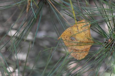 Çam ağacının dalındaki kuru sonbahar yaprakları yakın çekimde iğnelerin arasında 