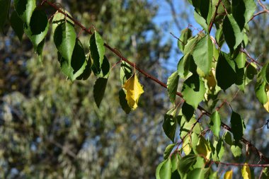 Sonbahar mevsiminde mavi gökyüzü arka planında ağaç dalları
