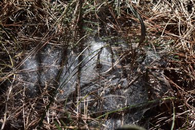 Sonbahar mevsiminde çam ağaçlarının arasında yerde örümcek ağı var.