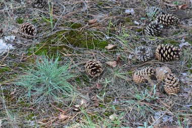 Ormanda çam kozalakları var. Yakın plan.