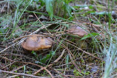 Mantar ailesi çam ağacı ormanında yerde. Yakın plan.