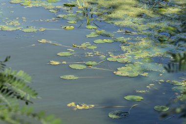Güneşli yaz gününde nehrin yüzeyinde yüzen yeşil nehir bitkileri kapanıyor.