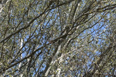 Sonbahar mevsiminde mavi gökyüzü arka planında ağaç dalları