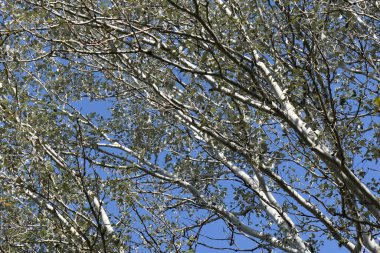 Sonbahar mevsiminde mavi gökyüzü arka planında ağaç dalları