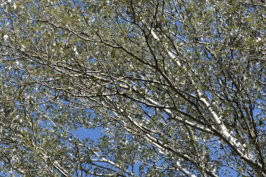 Sonbahar mevsiminde mavi gökyüzü arka planında ağaç dalları