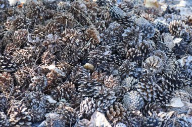 Ormanda çam kozalakları var. Yakın plan.