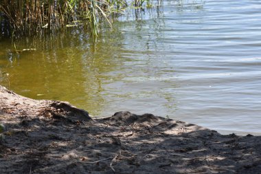 Güneşli yaz gününde nehrin yüzeyinde yüzen yeşil nehir bitkileri kapanıyor.