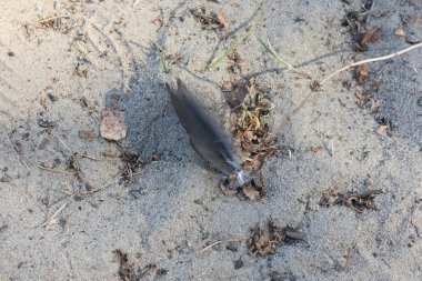 Sonbahar ormanında kumların üzerinde yabani güvercin tüyü 