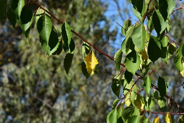 Sonbahar mevsiminde mavi gökyüzü arka planında ağaç dalları