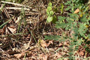Küçük gri fare yaz güneşli bir günde çimlere geri döndü.
