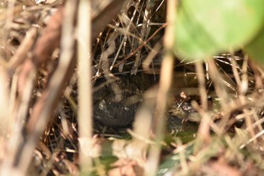 Küçük gri fare yaz güneşli bir günde çimlere geri döndü.