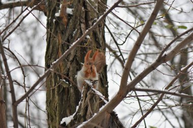 Akşam parkında kardaki sincap. 