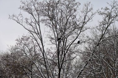 Karlı kış gününde ağaçtaki karga sürüsü