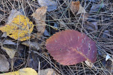 Sonbahar yaprakları sıra sıra ağaç ormanlarında