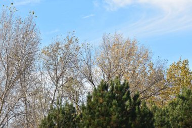Güneşli sonbahar gününde mavi gökyüzü arka planında ağaçların tepeleri