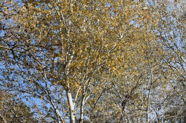 Güneşli sonbahar gününde mavi gökyüzü arka planında ağaçların tepeleri