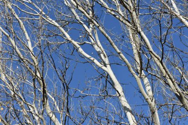 Sonbaharda mavi gökyüzüne karşı ağaçlar