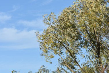 Ormanda sonbahar renkleri