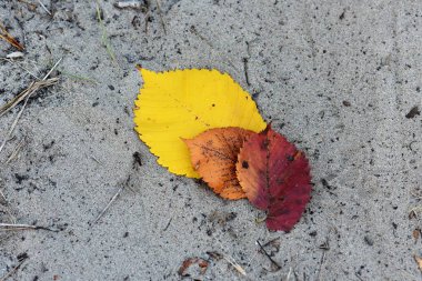 Çam ağacının ormanında sonbahar yaprakları 