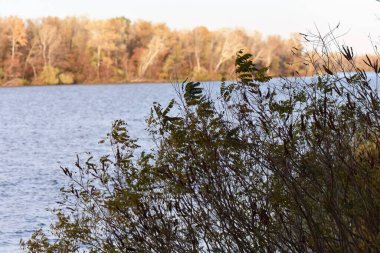 Güneşli bir günde nehirde sonbahar ormanı
