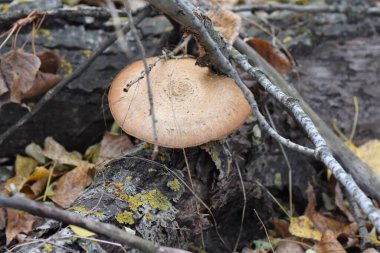 Ağaç Gövdesindeki İstiridye Mantarları