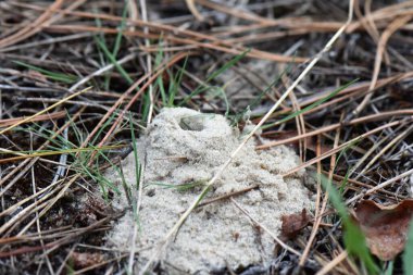 Böceklerin yaptığı kumlu dağ