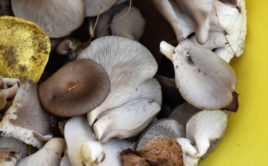 Ağaç Gövdesindeki İstiridye Mantarları