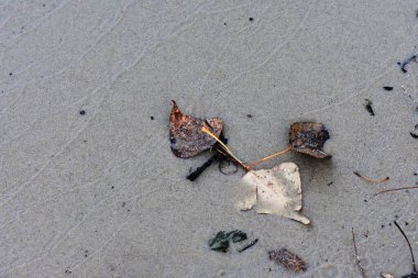 Kumda sonbahar yaprağı