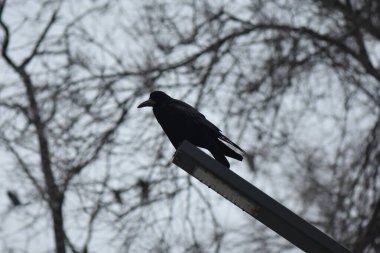 Lambada oturan siyah karga