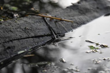 Eski kütük yansıması suya yakın çekim. Ahşap dokuya yakın çekim