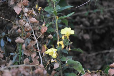 Bahçedeki yeşil yapraklı sarı çiçeğe yaklaş..