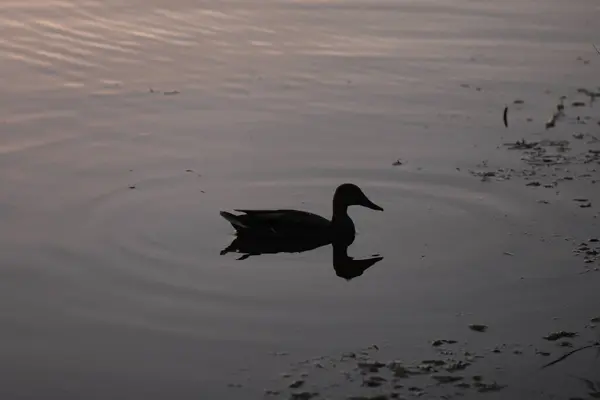 Duck swimming in the lake at sunset. The bird is reflected in the water.