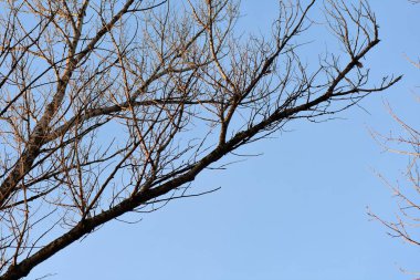 Ağaç dalları açık mavi gökyüzüne karşı yapraksız