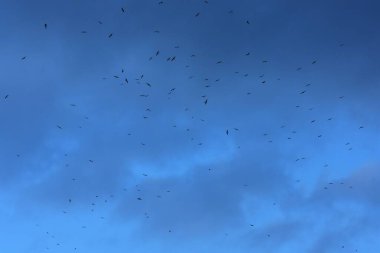 Mavi gökyüzünde uçan kuş sürüsünün silueti