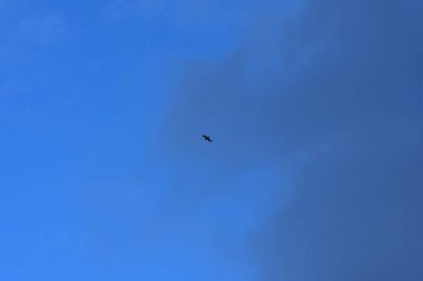 Mavi gökyüzünde uçan kuş sürüsünün silueti