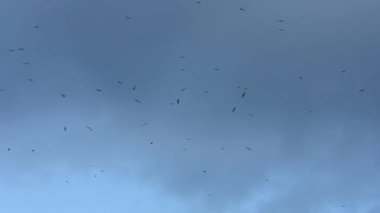 Mavi gökyüzünde uçan martıları sürüsü