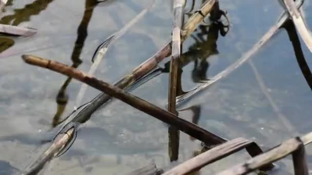 ドニプロ川で乾燥する 水に映る青い曇りの空 — ストック動画