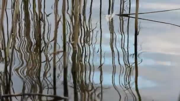 Rumput Kering Sungai Dnipro Langit Biru Mencerminkan Dalam Air — Stok Video