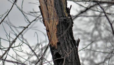 Sisskin bulutlu bir kış gününde ağaç gövdesinde oturuyor.