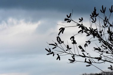 Mavi gökyüzünün arka planında kurumuş dalların silueti.