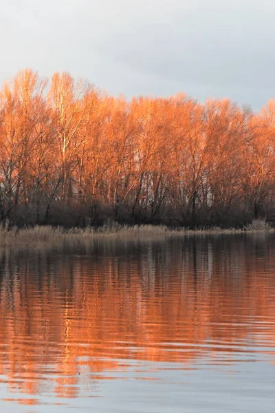 red forest on the river in winter