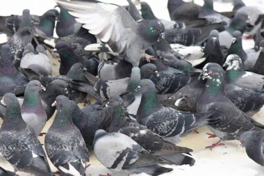 Kar üzerinde güvercin sürüsü